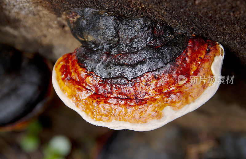 木耳(Fomitopsis pinicola)